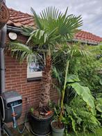 Trachycarpus fortunei - Winterharde Palmboom, Bloeit niet, 100 tot 250 cm, Palmboom, Ophalen