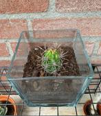 Cactus, Ophalen, Minder dan 100 cm, Volle zon, In pot