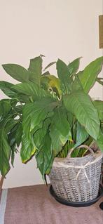 Grote plant, Huis en Inrichting, Kamerplanten, Ophalen, Halfschaduw, Minder dan 100 cm