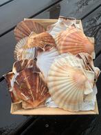 Coquille Schelpen - Knutselen - Mandje met 10, Ophalen of Verzenden, Zo goed als nieuw