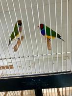 Gouldamadine split voor blauw., Meerdere dieren, Geringd