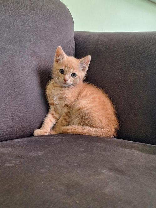 Super lieve kittens!, Dieren en Toebehoren, Katten en Kittens | Overige Katten