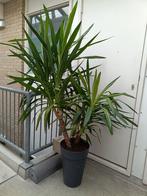 yucca elephantipes, Ophalen, Overige soorten, Halfschaduw