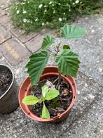Boomhazelaar / hazelnootboompje, Ophalen, Overige soorten, Minder dan 100 cm