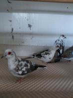Te koop bonte diamantduifjes, Dieren en Toebehoren, Meerdere dieren, Overige soorten