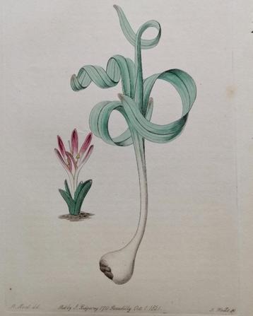 Antieke kopergravure. Colchium Versicolor beschikbaar voor biedingen
