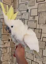Mooie Geelkuif Kakatoe – 5 jaar – Super lief & speels!, Dieren en Toebehoren, Mannelijk, Papegaai, Pratend