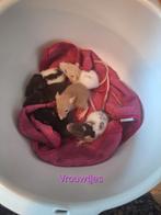 Jonge tamme ratten / ratjes / rittens te koop, Rat, Juni, Meerdere dieren, Tam