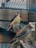 Binsenastrildes gezocht!!, Dieren en Toebehoren, Vrouwelijk, Tropenvogel, Geringd