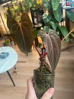 Anthurium papillilaminum 'Kartel Daun', Overige soorten, In pot, Minder dan 100 cm, Groene kamerplant