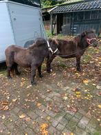 Tekoop twee merries ander half jaar zwart bruin met paspoort, Merrie
