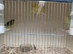 4kanarie, Dieren en Toebehoren, Vogels | Overige Vogels, Meerdere dieren, Tropenvogel