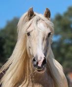 Lieve tinker  zoekt nieuwe plek., Merrie, Minder dan 160 cm, Met stamboom, 7 tot 10 jaar