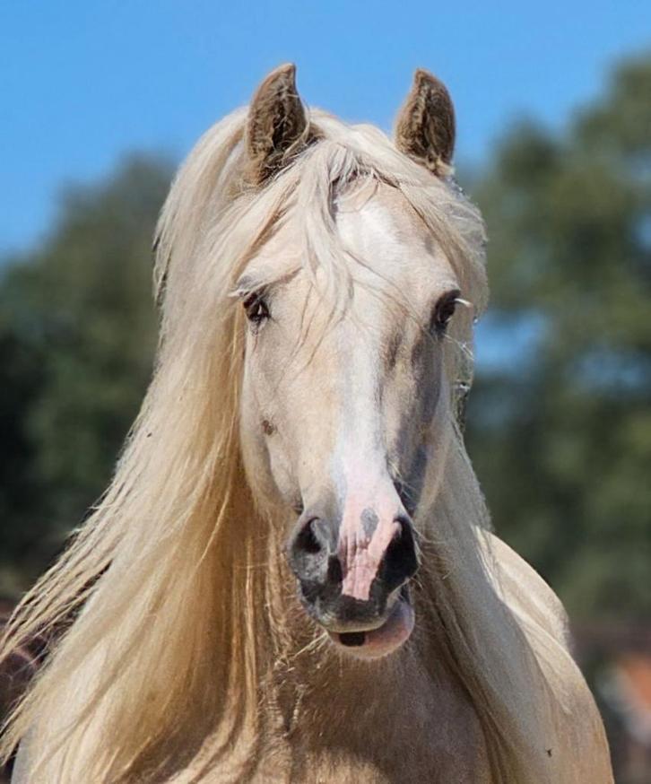 Lieve tinker  zoekt nieuwe plek., Dieren en Toebehoren, Paarden, Merrie, Minder dan 160 cm, 7 tot 10 jaar, Recreatiepaard, Met stamboom