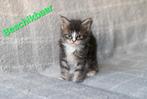 🐾 100 %Maine Coon Kittens Zoeken Liefdevolle huisjes 🐾, Meerdere dieren, Ontwormd, 0 tot 2 jaar