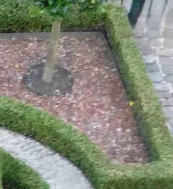 buxus struik in 18 liter pot  prijs per stuk beschikbaar voor biedingen