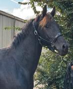 Stoere 2.5 jarige hengst te koop!, Dieren en Toebehoren, Paarden, Hengst, Dressuurpaard, 0 tot 2 jaar