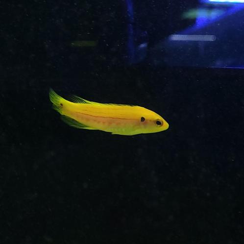 Lipvis - Bodianus bimaculatus, Dieren en Toebehoren, Vissen | Aquariumvissen, Zoutwatervis, Vis