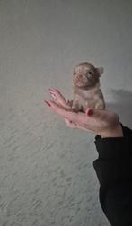 3 prachtige chihuahua pups te koop, Dieren en Toebehoren, Honden | Chihuahua's en Gezelschapshonden, Rabiës (hondsdolheid), 8 tot 15 weken