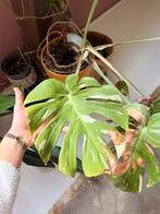 6 stuks speciale planten philodendron, monstera en variegata, Huis en Inrichting, Kamerplanten, Ophalen, Halfschaduw, Minder dan 100 cm