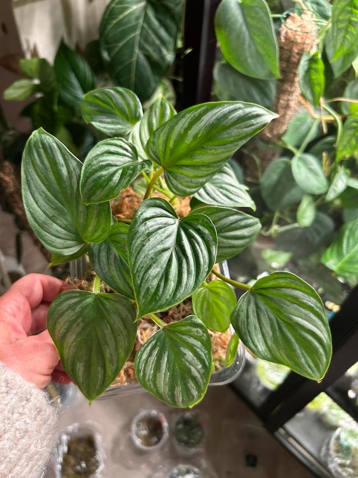 Philodendron mamei, plantje uit wetstick, Huis en Inrichting, Kamerplanten, Minder dan 100 cm, Halfschaduw, Ophalen of Verzenden