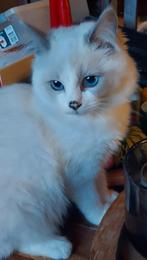 2 Prachtige Ragdoll kittens poesjes, Dieren en Toebehoren, Katten en Kittens | Raskatten | Langhaar, Poes, Ontwormd
