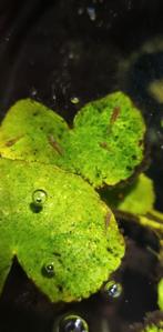 Kleuren mix neocaridina, Kreeft, Krab of Garnaal