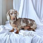 teckel / dachshund DEKREUTJES EMBARK GETEST!, Dieren en Toebehoren, Nederland, Rabiës (hondsdolheid), Reu, 1 tot 2 jaar