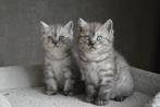 Britse Korthaar kittens, Dieren en Toebehoren, Katten en Kittens | Raskatten | Korthaar, Meerdere dieren