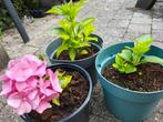 Hortensia's, Ophalen, Zomer, Overige soorten, Halfschaduw