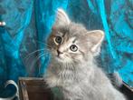 1 Ragdoll blue mink kitten katertje, Dieren en Toebehoren, Meerdere dieren, Gechipt, 0 tot 2 jaar