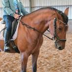 Gezocht bijrijder, Diensten en Vakmensen, Dieren | Paarden | Verzorging, Oppas en Les