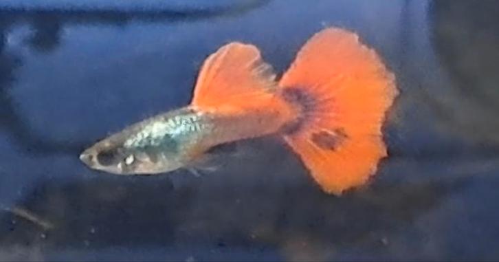 Schitterende red dumbo ear guppen te koop, Dieren en Toebehoren, Vissen | Aquariumvissen, Zoetwatervis, Vis, Schoolvis