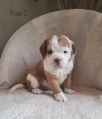 Bulldoodle pups! Labradoodle x Engelse bulldog/labrador, 8 tot 15 weken, Meerdere, Meerdere dieren, Nederland