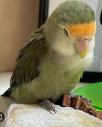 Agapornis/Dwergpapegaai aqua turqouise gezocht., Dieren en Toebehoren, Vogels | Parkieten en Papegaaien, Dwergpapegaai of Agapornis