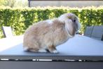 Minilop voedster, Dieren en Toebehoren, Konijnen, Vrouwelijk, Dwerg, Hangoor, 3 tot 5 jaar