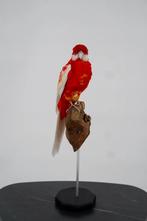 Opgezette Pennantrosella op houten sokkel - Wildernis Atelie, Ophalen of Verzenden, Nieuw, Opgezet dier