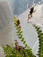 Epipedobates anthonyi santa isabel nakweek, Dieren en Toebehoren, Reptielen en Amfibieën, Amfibie