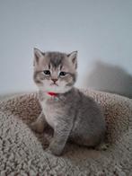 Britse korthaar kittens, Dieren en Toebehoren, Ontwormd