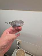 Mooi grasparkiet split om verder tam te maken geringt, Dieren en Toebehoren, Vogels | Parkieten en Papegaaien, Meerdere dieren