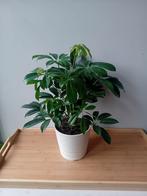 Schefflera kamerplant 50cm incl pot, Ophalen, Overige soorten, Halfschaduw, In pot