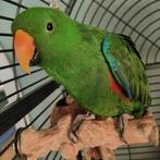 Tamme edelpapegaai man, Dieren en Toebehoren, Vogels | Parkieten en Papegaaien, Mannelijk, Papegaai