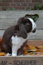 Mooie dwerghangoor ram, Dieren en Toebehoren, Mannelijk, Dwerg, Hangoor, 0 tot 2 jaar