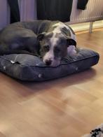 Stafford terrier bleu met spoed weg moet voor 31 december we, Rabiës (hondsdolheid), Reu, American Staffordshire Terriër, Eén hond