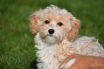 Designer pups  / doodle nieuw nestje, Dieren en Toebehoren, Honden | Niet-rashonden, Rabiës (hondsdolheid), Meerdere, 8 tot 15 weken