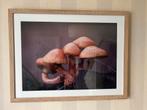 Schilderij paddenstoelen met houten lijst, Antiek en Kunst, Ophalen