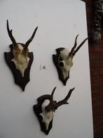3 ree geweien (18) samen voor 25 euro, Verzamelen, Dierenverzamelingen, Ophalen of Verzenden, Zo goed als nieuw, Wild dier, Gewei of Kop