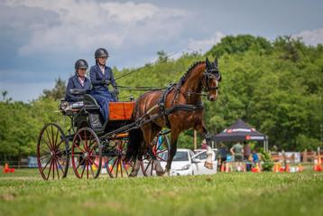 Spider presentatiewagen paard beschikbaar voor biedingen