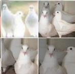 Witte postduiven, Meerdere dieren, Postduif