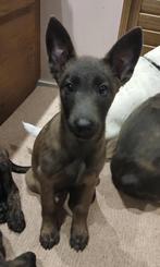 Lieve Mechelaar pup zoekt goudenmand, Dieren en Toebehoren, Particulier, Rabiës (hondsdolheid), 8 tot 15 weken, Buitenland